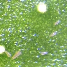 thumbnail for publication: Citrus Rust Mite Phyllocoptruta oleivora (Ashmead) (Arachnida: Acari: Eriophyidae)